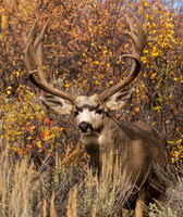 Big Buck!