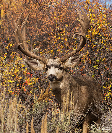 Big Buck!