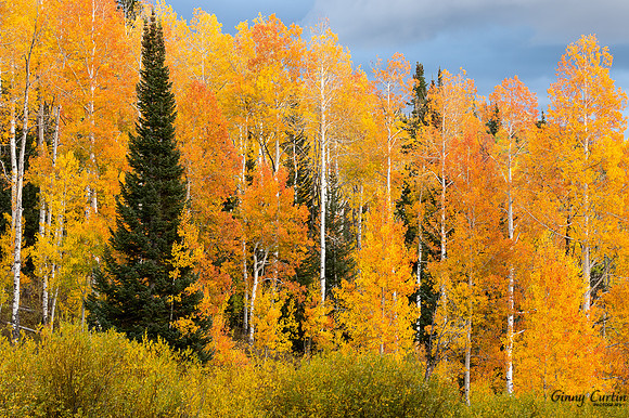 Fall's Beauty