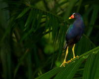 Purple Gallinule