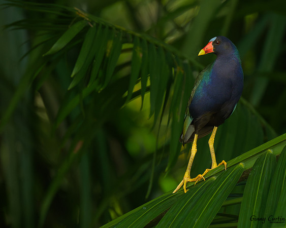 Purple Gallinule