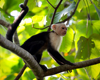 White-faced Capuchin