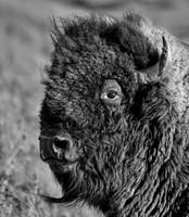 Bison