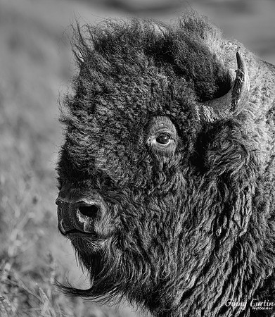 Bison