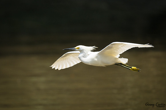 Snowy Egret