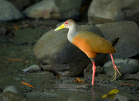 Gray-cowled Wood-rail