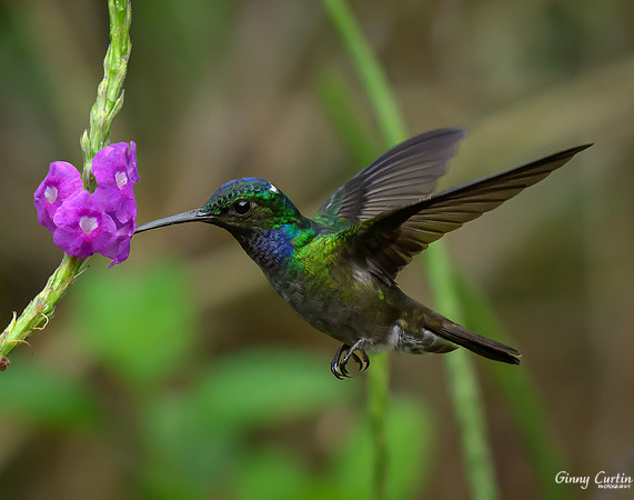 Charming Hummingbird