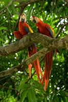 Scarlet Macaw Buddies