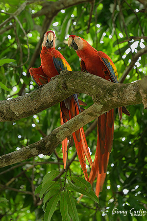 Scarlet Macaw Buddies