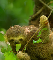 Sloth Snack Time