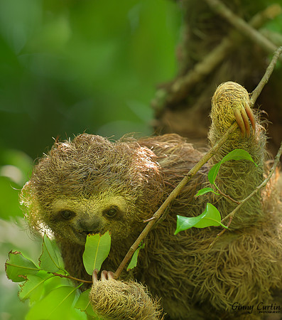Sloth Snack Time