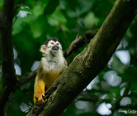 Squirrel Monkey