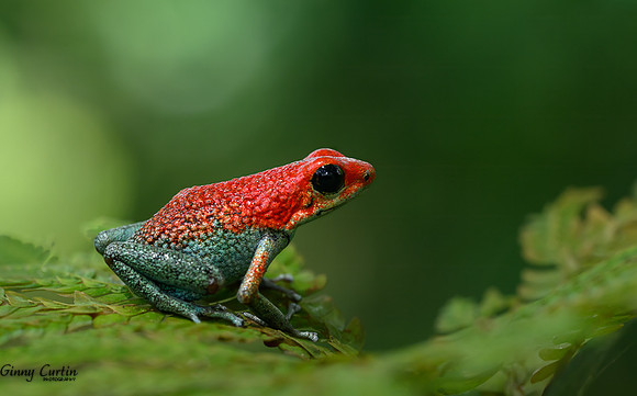 Granular Poison Dart Frog