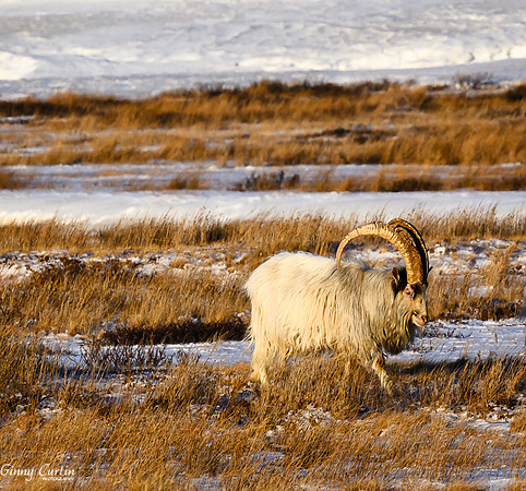 Icelandic Goat