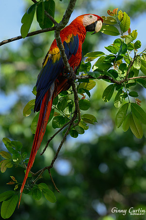 Scarlet Macaw