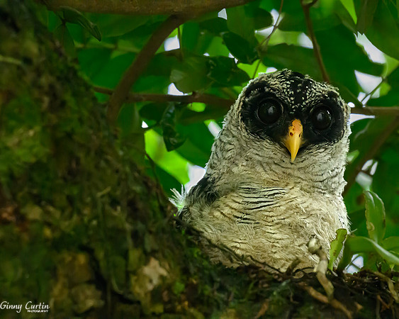 Black-and-White Owl