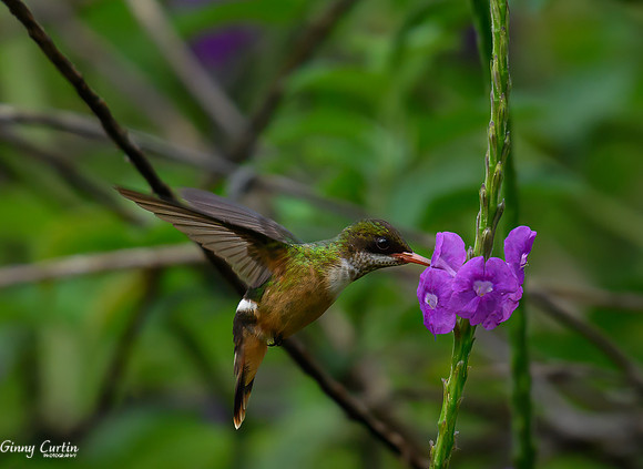 Suppertime for White-crested Coquette