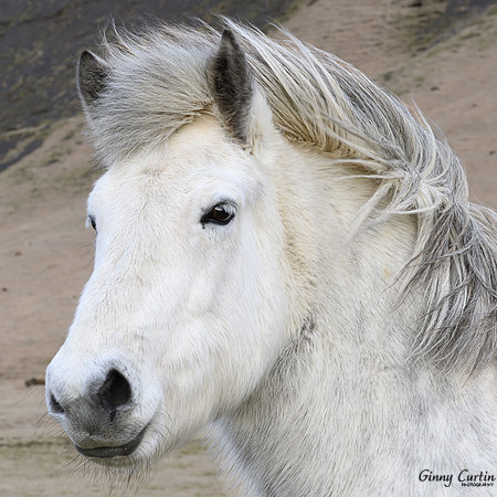 Icelandic Horse Portrait