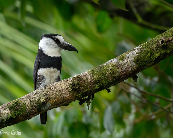 White-necked Puffbird in the Mangos
