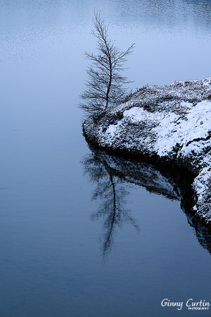 Tree Near Lake Myvatn