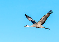 Outstretched!