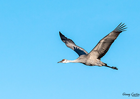 Outstretched!