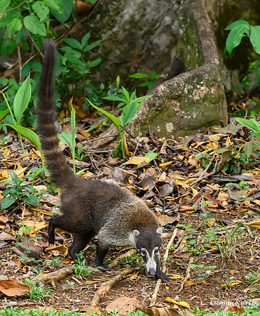 Coati