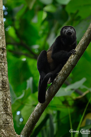 Howler Monkey Looking Up