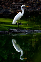 Great Egret Reflection
