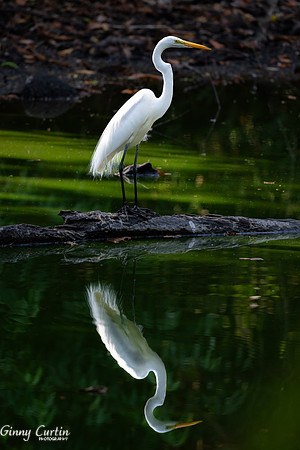 Great Egret Reflection