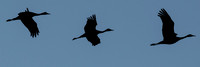 Sandhill Crane Silhouette