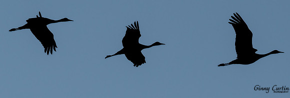 Sandhill Crane Silhouette