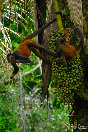 Mother and Baby Spider Monkeys