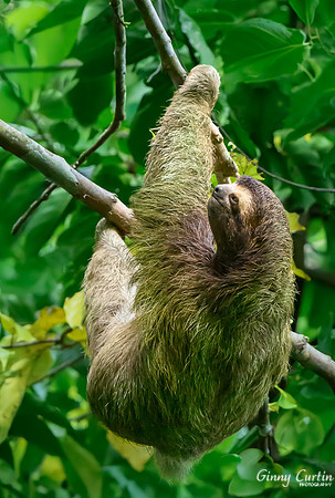 Smiling Sloth!