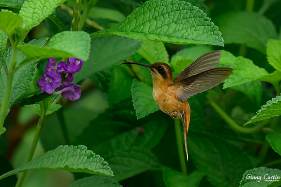 Striped-throated Hermit