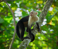 White-faced Capuchin