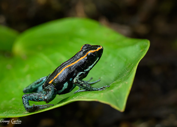 Golfo Dulce Poison Dart Frog
