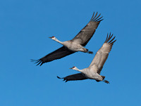 Pair of Sandhill Cranes