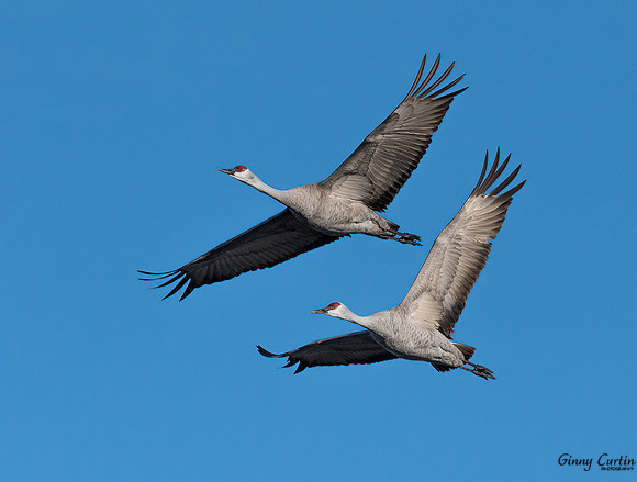 Pair of Sandhill Cranes