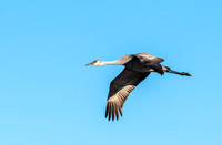 Gliding!