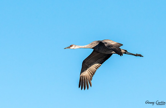 Gliding!