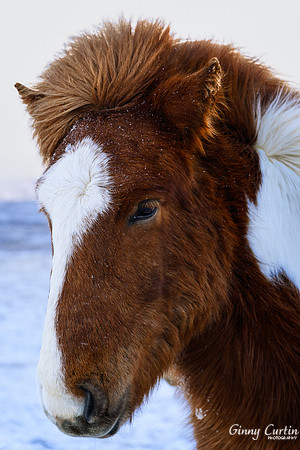 Icelandic Horse in Snow