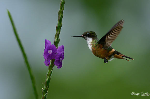 White-crested Coquette