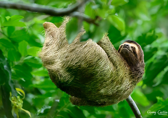 Three-toed Sloth