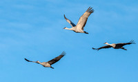 Sandhill Cranes