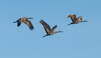 Sandhill Crane Family