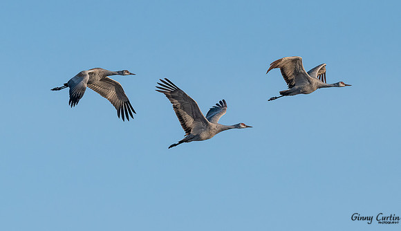 Sandhill Crane Family